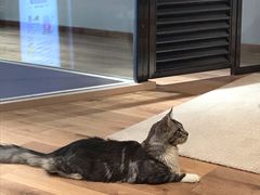 -瞄一喵猫咖(格力海岸店)