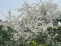 -樱桃山旅游景区