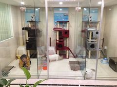 三间小猫房-Bastet sally猫舍购宠(静安店)
