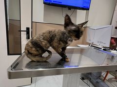 -瑞派宠物医院·犬猫全科·猫友好(宾水西道店)