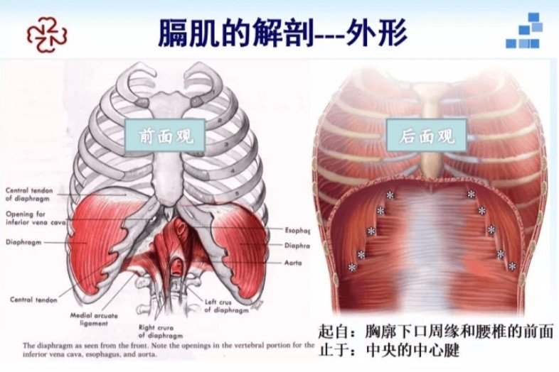膈的位置 大众点评