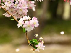 -海棠花溪(元大都城垣遗址公园)