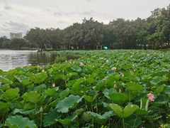 -荔湾湖公园