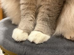 -滚猫咖啡·猫咖·猫友好撸猫(未来城店)