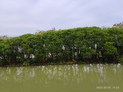 -大湾区中央湿地公园