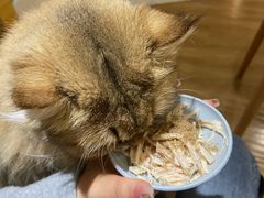 -滚猫咖啡·猫咖·猫友好撸猫(未来城店)
