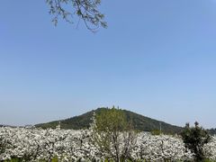 -树山生态村