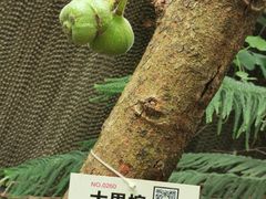 -呀路古热带植物园