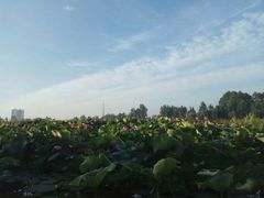 -白鹭湾湿地公园