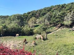 -沈阳森林动物园