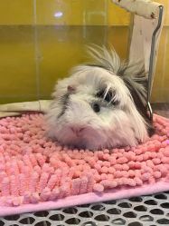-神奇动物撸宠馆·羊驼·小浣熊·异宠(豫园店)