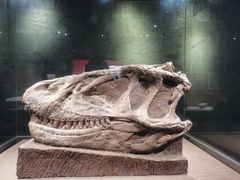 -自贡恐龙博物馆