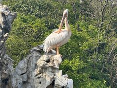 -合肥野生动物园
