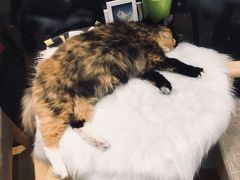 -藏猫猫咖啡主题馆(中央大道店)