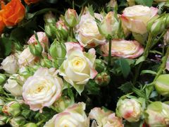 -爱尚幸福鲜花(上地实体店)