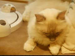 -猫和宫(六道口店)