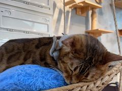 -Heymao猫咖.咖啡厅(东门店)