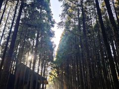 -玉苍山国家森林公园