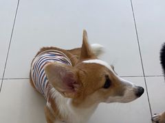 -怪兽屋·羊驼·猫咖·狗咖(俊华广场店)