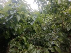 -鱼子山桑葚生态采摘园
