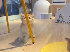 -BABIT巴比特宠物(MOMOPARK店)