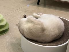 -半岛宠物医院24小时(西派城店)