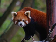-上海野生动物园