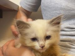 -楼上猫咖(罗湖店)