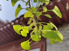 -海棠花溪(元大都城垣遗址公园)