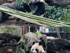 -都江堰中华大熊猫苑