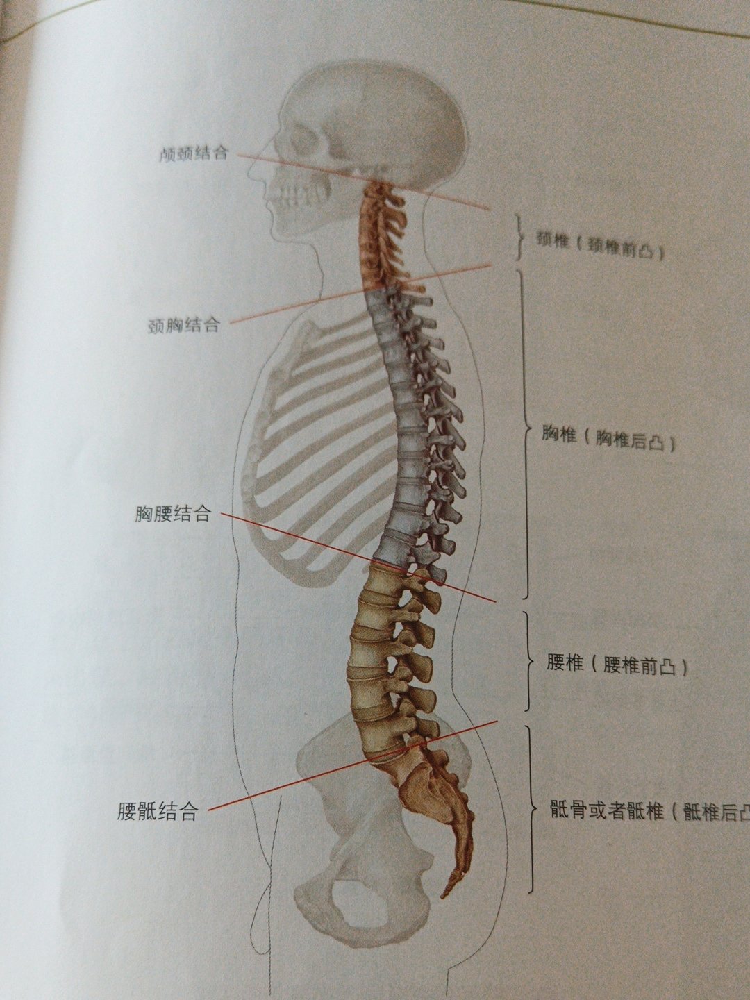 脊柱的生理曲度