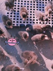 -萌宠亲子动物乐园(槐房万达店)