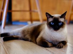 -有猫主题·治愈系猫咖(曾厝垵店)