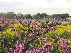 -南汇桃花村