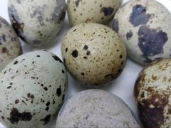 奇香鹌鹑蛋-阿三麻蓉汤圆(顺光大厦店)