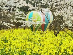 -苏州上方山国家森林公园