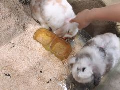 -上海大自然野生昆虫馆(东方明珠·爬宠昆虫探索中心)