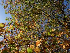 -大连天门山国家森林公园