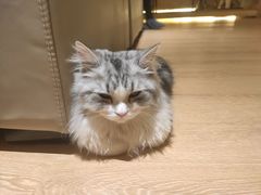 -猫腻·猫咖·撸猫馆(星光大道店)