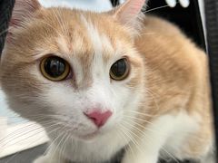 -纳吉亚猫专科动物诊疗中心(蒋宅口分院)