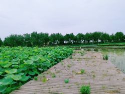 -水八仙生态园