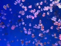 -海合安青岛极地海洋公园