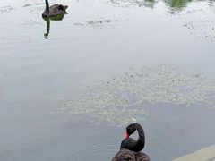 -苏州金鸡湖大酒店