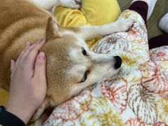 -逗柴咖啡屋·狗咖猫咖宠物桌游