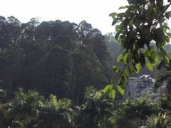 -尤加利咖啡馆