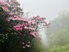 -梵净山旅游区