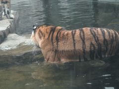 -深圳野生动物园