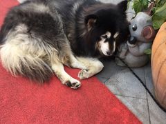 -more than meow吴止猫主题餐厅(承德 中船汇店)