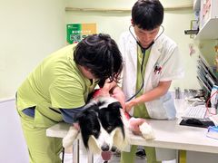 -艾吉宠物医院·疑难杂症转诊中心·猫友好(碧江路院)