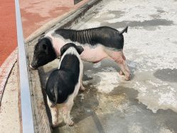 -造物庄园 萌宠纪(苏州湾歌林公园店)